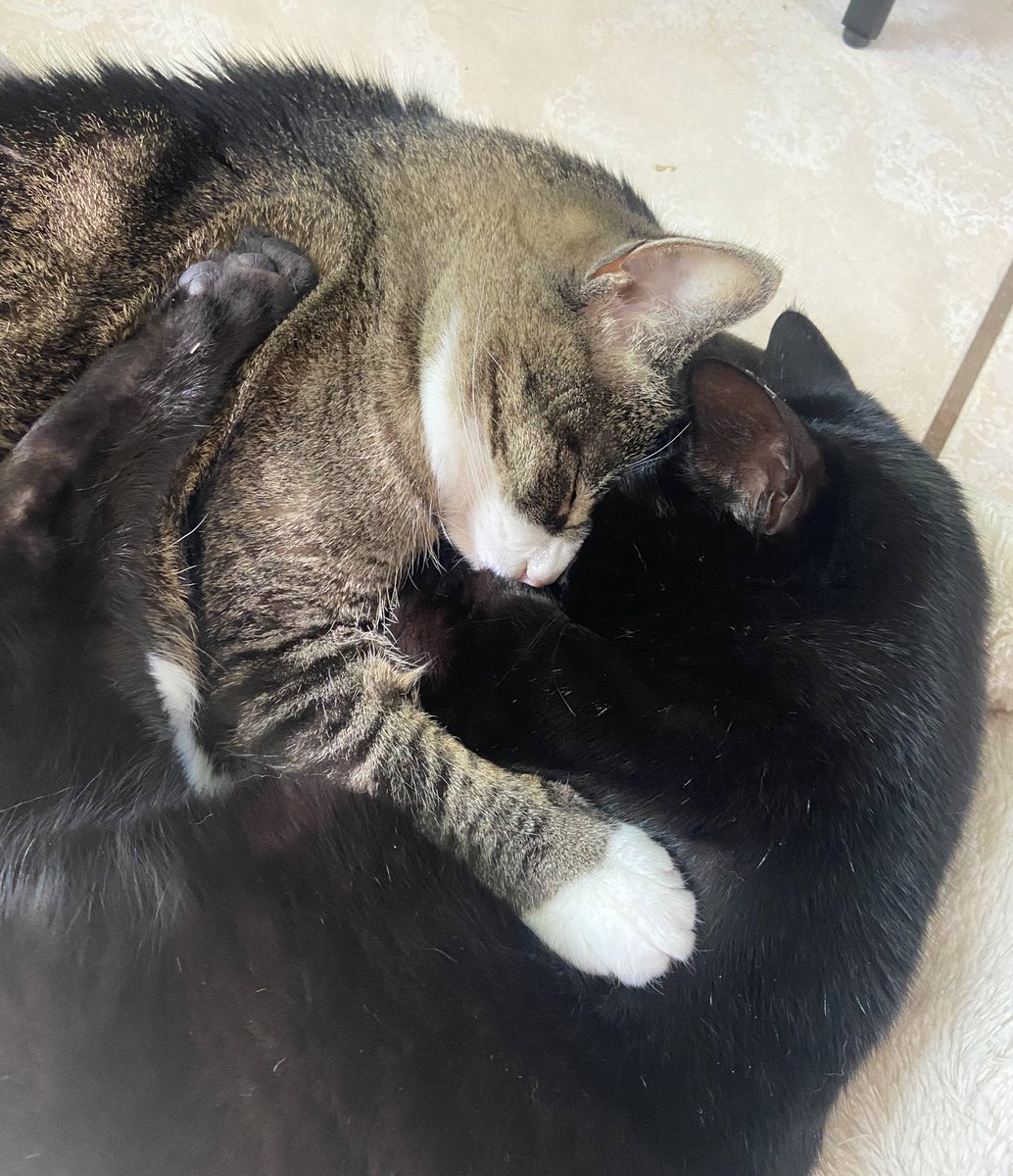 CokeZeroCat's tweet photo. love.  is Real https://t.co/B4OpIKvTtk