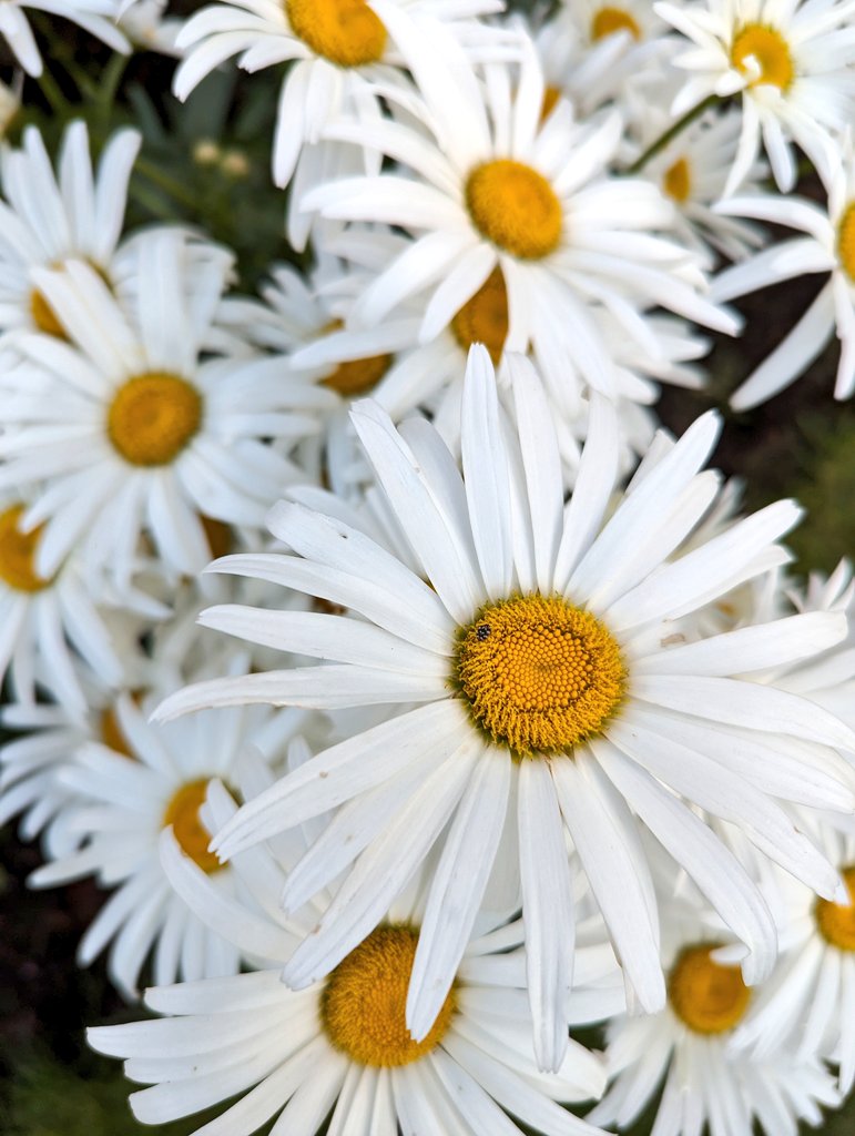 freckledesigner's tweet image. Some late evening colour in the garden...
