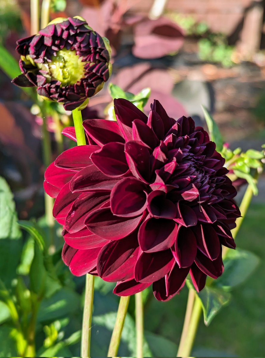 freckledesigner's tweet image. Some late evening colour in the garden...