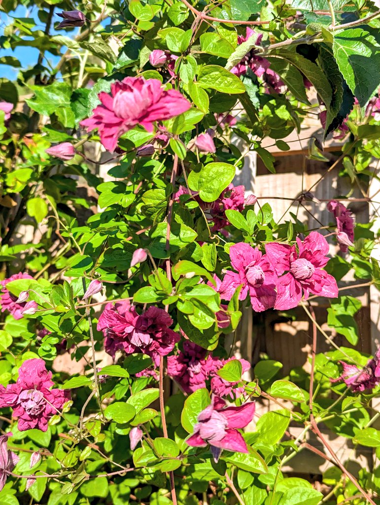 freckledesigner's tweet image. Some late evening colour in the garden...