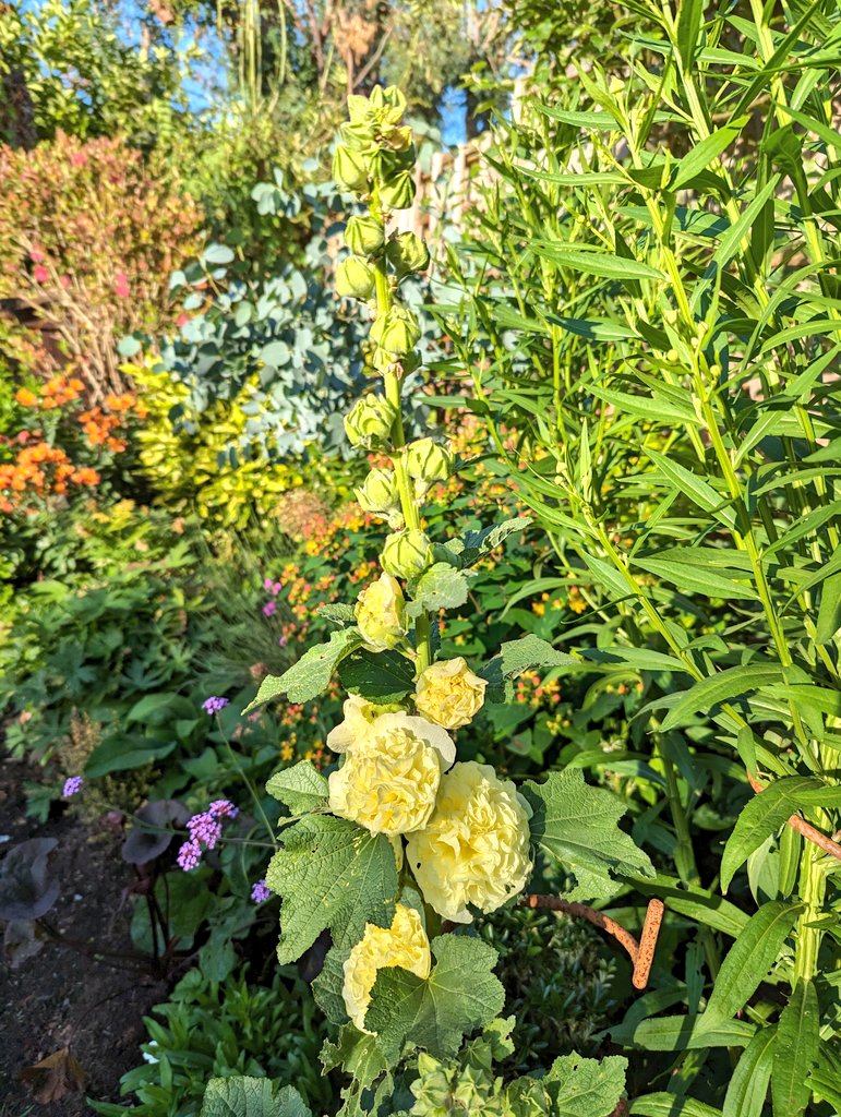 freckledesigner's tweet image. Some late evening colour in the garden...