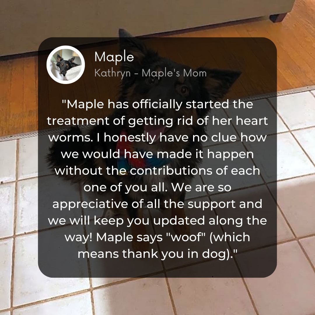 waggleforpets's tweet photo. Sweet Maple is here to share her #WaggleSuccessStory! ๐
A big THANK YOU to everyone who supported Maple's campaign! โค๏ธ
#Waggle #Waggleforpets #CrowdfundingSuccessStories #Rescuedog #Savepetslives #Helppetsinneed #Keepingfamiliestogether #Stopeconomiceuthanasia #Happytails https://t.co/32vZ5XlwRu