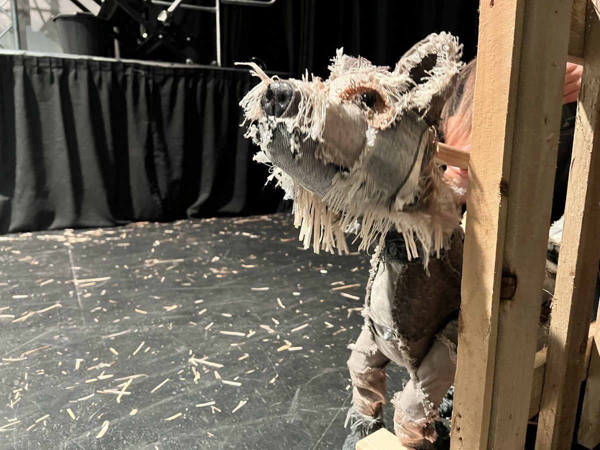 Show week is exhausting, but Toto is enjoying it!!!