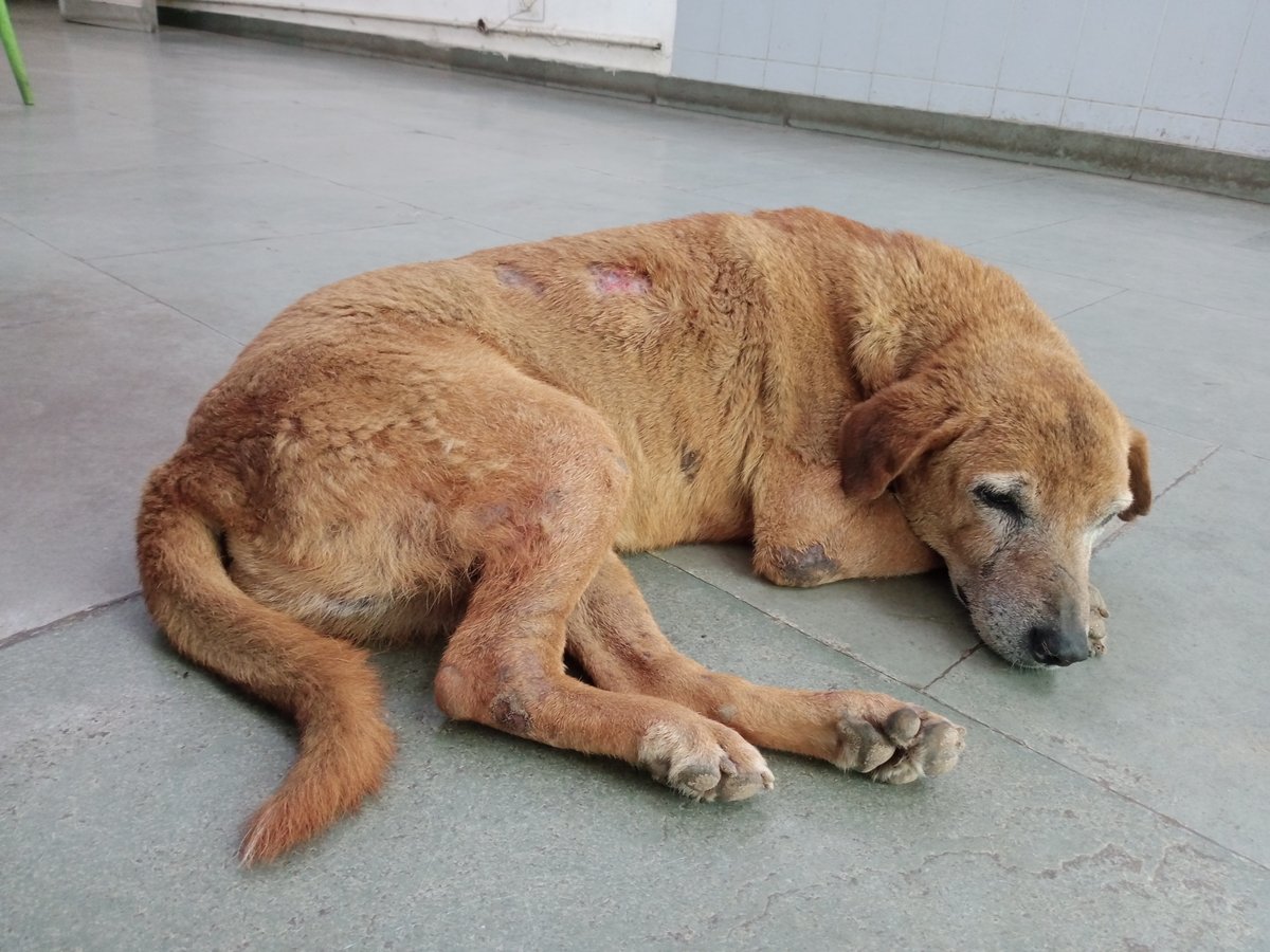 VinayakNair2001's tweet photo. This elderly dog lives in the premises of @IIMC_India in New Delhi. He is nourished by both students, staff. He is over 15 years of age, and is being continuously ravaged by cruelty inflicted because of humans. He regularly gets injured and runover by vehicles in the Campus. 1/n https://t.co/AwDoZrwNBA
