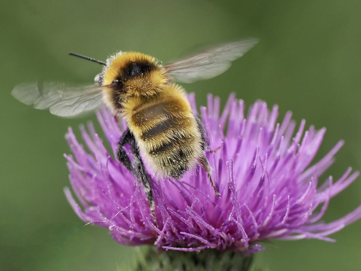 The joys of BEE-ING! I was delighted to come across at least 10 #GreatYellowBumblebees on Spear Thistles today at the Valley/Sandybanks (Dugort Machair SAC) #AchillIsland - Ireland’s rarest Bumblebee - a target of conservation action by ⁦<a href="/LIFEonMachair/">LIFE on Machair / SAOL ar an Mhachaire</a>⁩ ⁦<a href="/GYB_Project/">Great Yellow Bumblebee Project</a>⁩