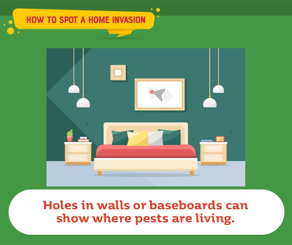 If you've noticed holes in your walls or baseboards, give them a thorough inspection before repair. Pests often live in these gaps and crevices.