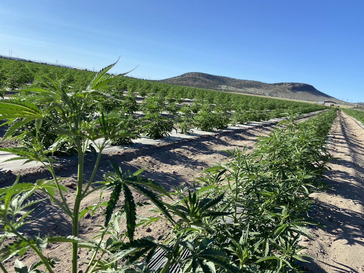 Así están nuestros cultivos en Central Oregón.

#hemp #CBD