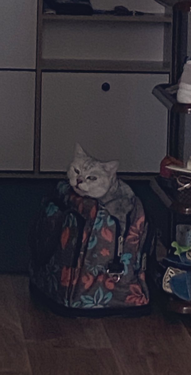 ~Hi everybody ❤️‍🔥

 The cat is going somewhere, but he doesn't call me😑🤔

 He smiles impudently like this🤨

And how is your day going?😁

#DigitalArtist #nftarti̇st #funnycat