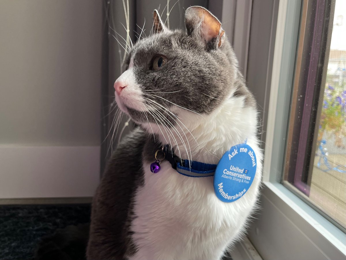 UCP_MW's tweet image. Hello Maskwacis-Wetaskiwin! Our VP Membership, Rose, has been making these snazzy buttons to help sell more memberships this summer! 

Email Maskwacis-Wetaskiwin@unitedconservative.ca if you’d like to pick up a button to wear to your summer events! (Modelled by Noodles) #UCP