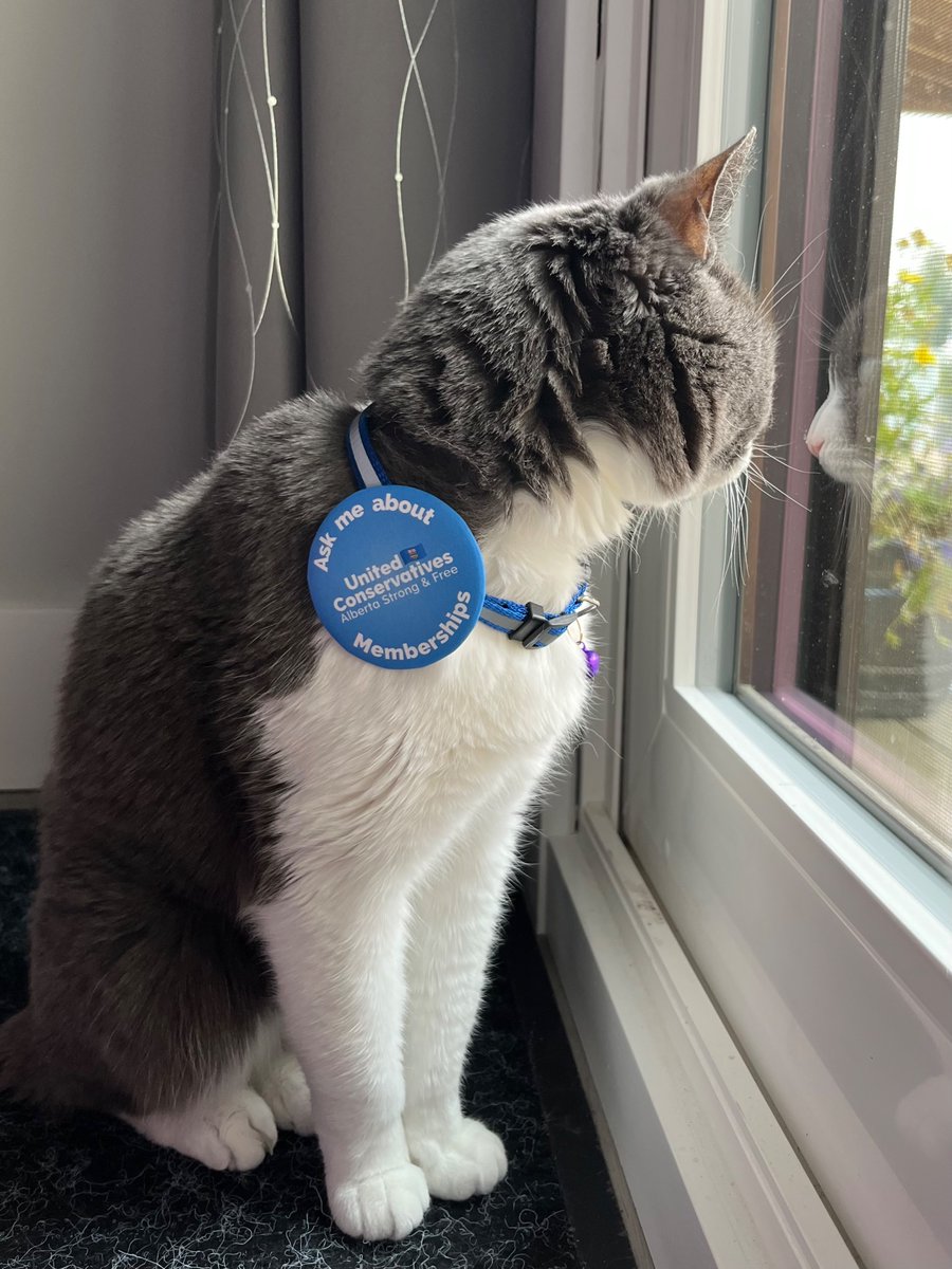 UCP_MW's tweet image. Hello Maskwacis-Wetaskiwin! Our VP Membership, Rose, has been making these snazzy buttons to help sell more memberships this summer! 

Email Maskwacis-Wetaskiwin@unitedconservative.ca if you’d like to pick up a button to wear to your summer events! (Modelled by Noodles) #UCP