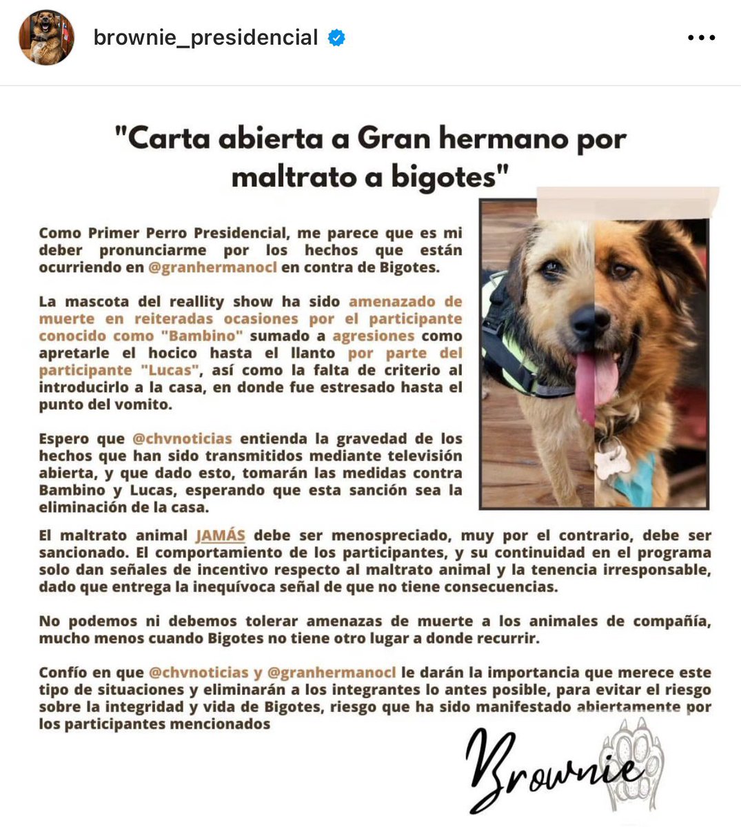 blueandtaae's tweet photo. BROWNIE ACABA DE FUNAR A BAMBINO U LUCAS, ESTA WEA LLEGÓ HASTA EL PRESIDENTE NO PUEDE SER, ELIMINEN AL ESOS DOS WEONES #GranhermanoCHV https://t.co/utpBG647x0