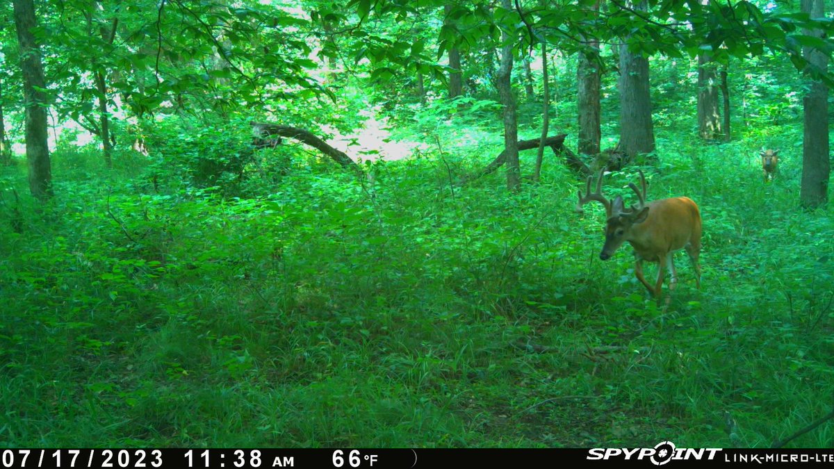 lostriverjones's tweet image. Target 2023. #spypoint