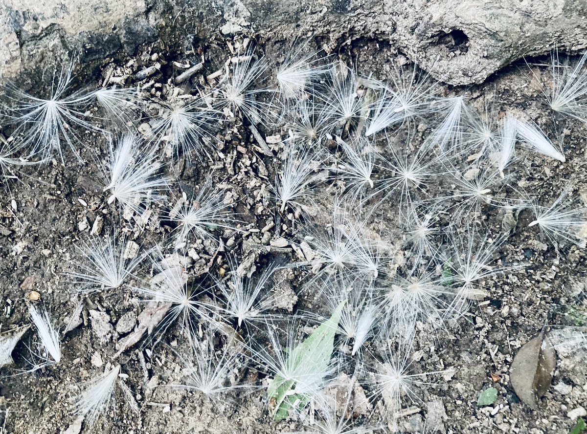 michellerybob's tweet image. My 20 year old Streptocarpus flowering reliably on our wedding anniversary week. 

Silvery seas, secret tunnel and a scattering of fairies. 
#smallbeautieshour #threadofgold #everydaymagic