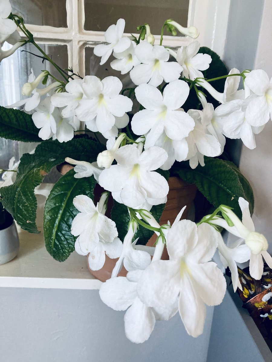 michellerybob's tweet image. My 20 year old Streptocarpus flowering reliably on our wedding anniversary week. 

Silvery seas, secret tunnel and a scattering of fairies. 
#smallbeautieshour #threadofgold #everydaymagic