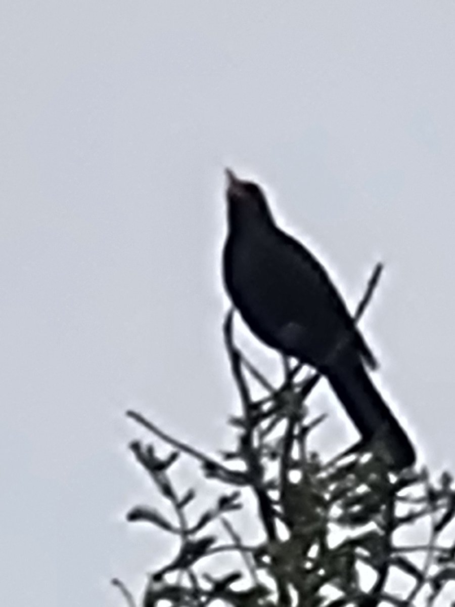 sdaws5MUFC's tweet image. Right just a thought 🤔 This is zoom x 100 and this is all I can pick up of a bird 200 metres away yet I can zoom to the moon and get a perfect close up work that one out? #Holograms