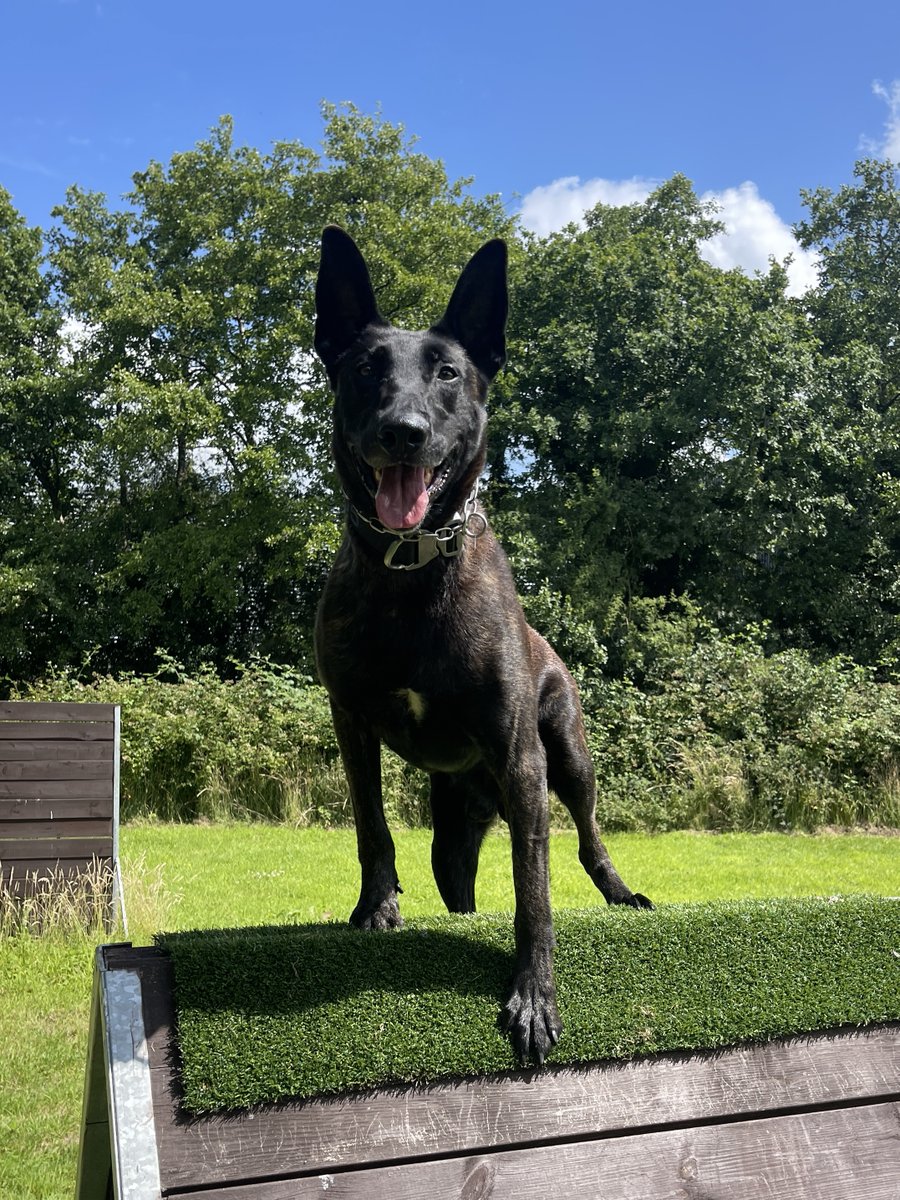 ChNW Police Dogs tweet media