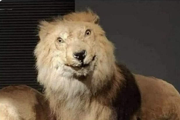 RT @kaka__0000: Motivational speaker: “There’s a lion in everybody “
The lion in me : https://t.co/OO1z3V1dCx