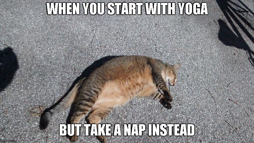 #yoga #Cat #catyoga #yogacat