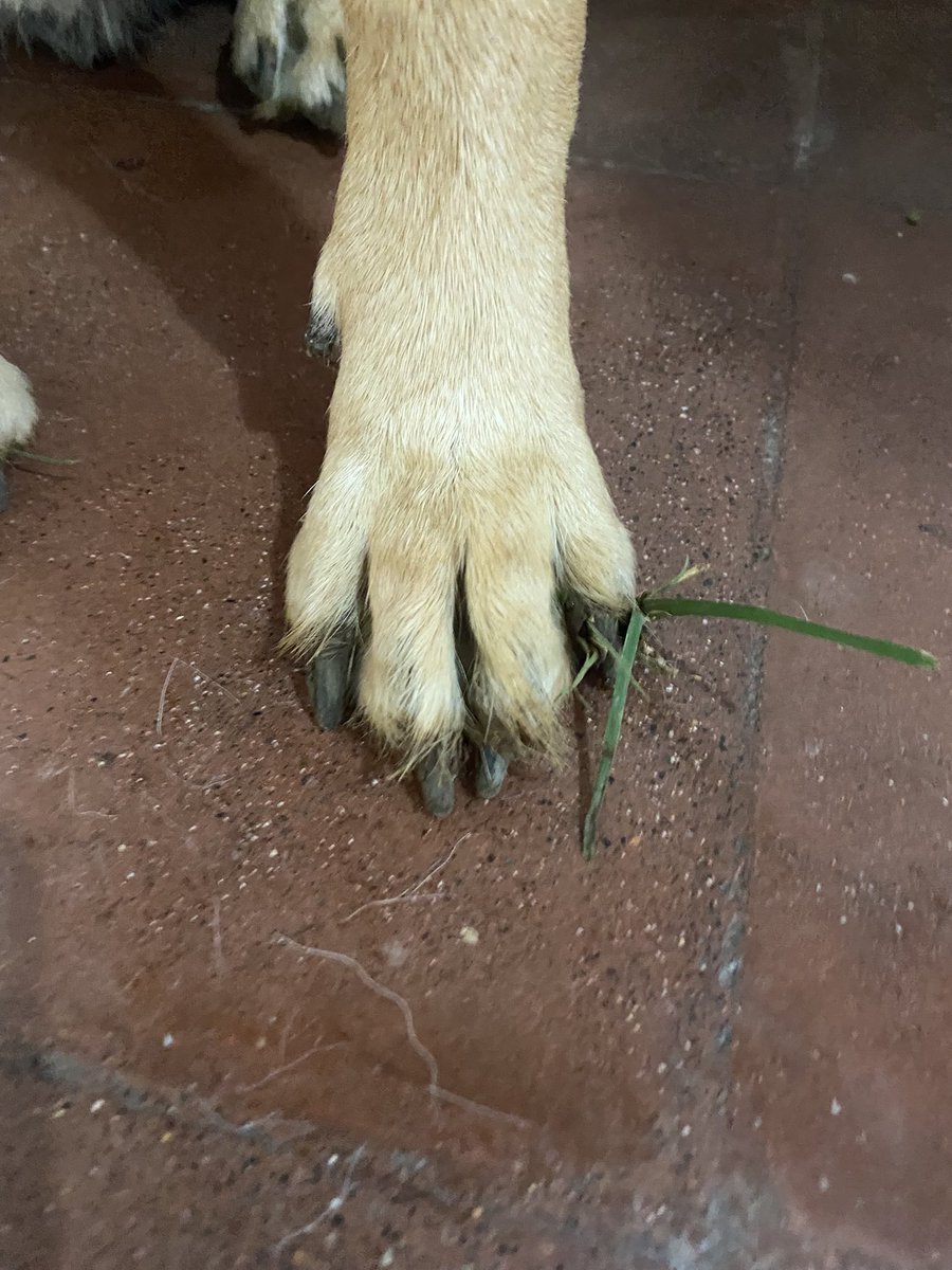 miranda08_20's tweet photo. Patitas de perro excavador (terrenator) https://t.co/wZlOCw2EI0