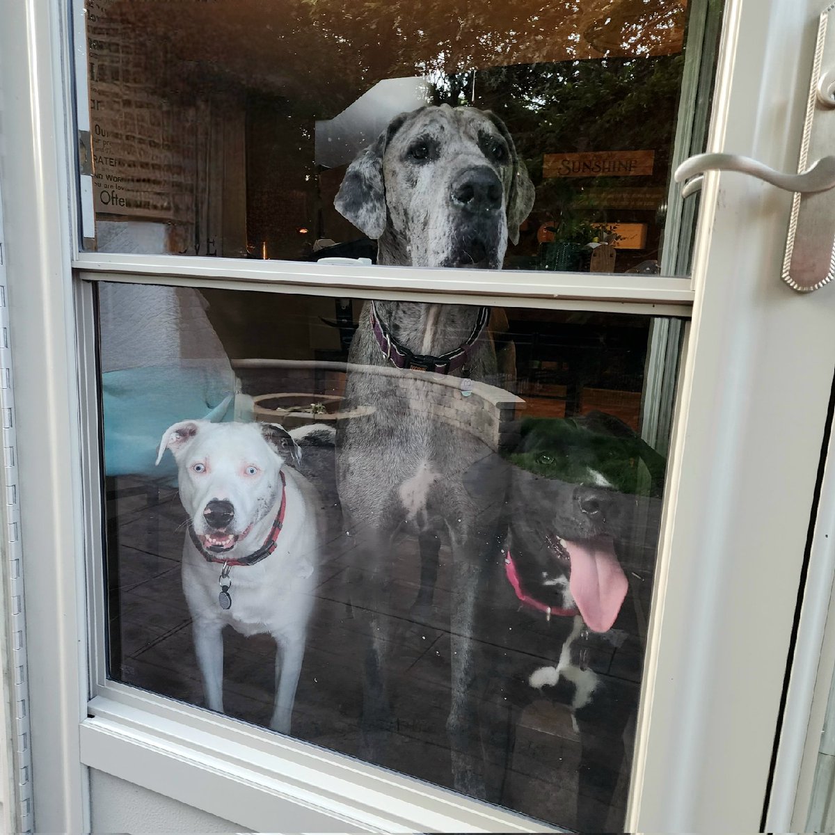 _GJK_'s tweet photo. #ganggang #dogs #dogsoftwitter #dogchat #greatdanesrule #RescueDogs https://t.co/d55PzDLiUK