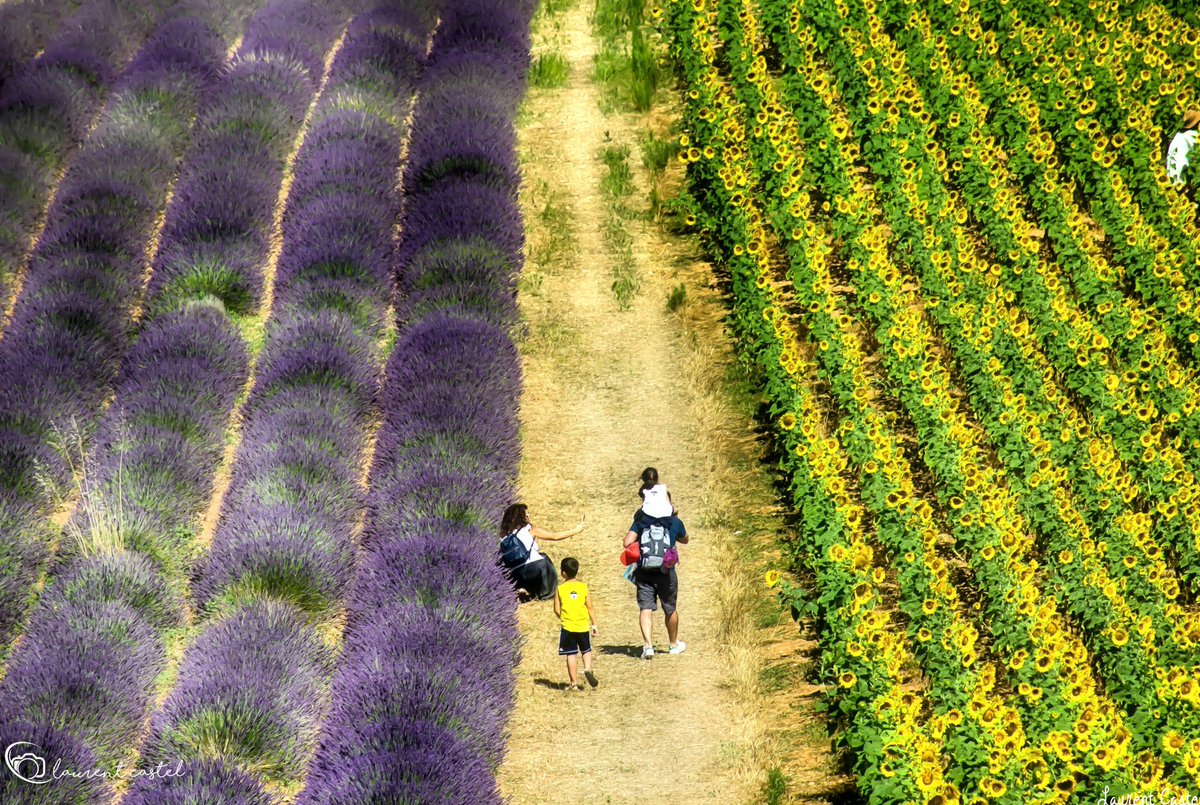 Entre les 2 mon cœur balance 🙂📷 #Provence #valensole #lavandes #tournesols 🌻 #baladesympa #MagnifiqueFrance