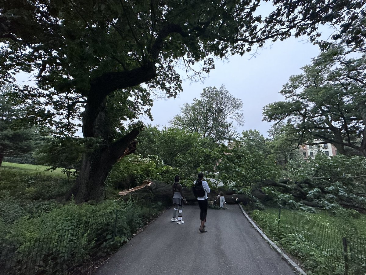 tylerpdonaghy's tweet photo. Massive tree limb just fell in Brooklyn’s Fort Greene park, almost taking out several people on their evening stroll. https://t.co/zL1wCiMNNI