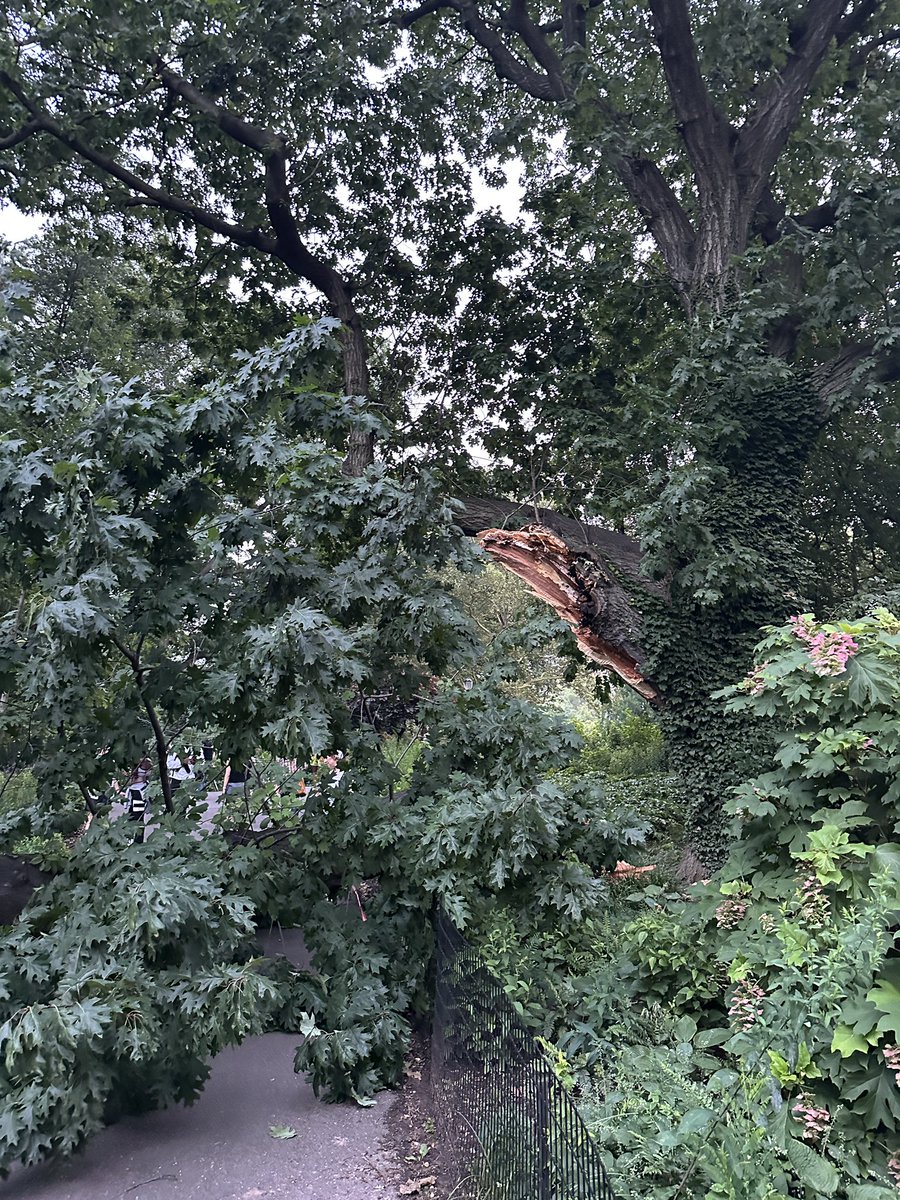 tylerpdonaghy's tweet photo. Massive tree limb just fell in Brooklyn’s Fort Greene park, almost taking out several people on their evening stroll. https://t.co/zL1wCiMNNI