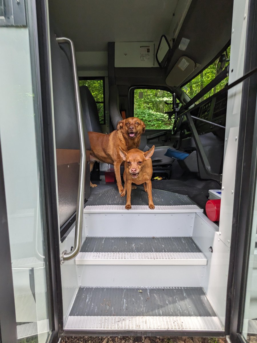 Our dogs are proud owners of a brand new dogbus! [by VasilyGustov]
  
 #friend #dog