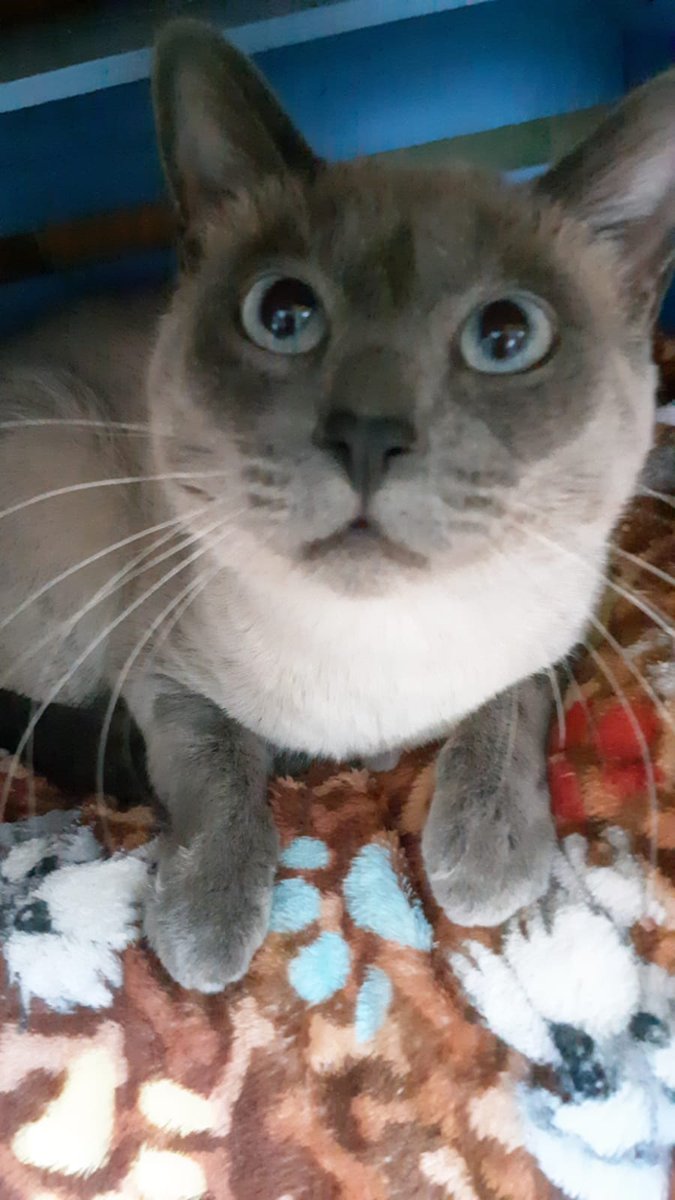 Dcyon's tweet photo. 🚨Me ayudas? URGE 🚨 #BuscoCasita #AdoptaNoCompres #AdoptaUnÁngel #OptaPorAdorptar  #Gato #Gata #Michi  #Esterilizada #Vacunada  #Cdmx 4 años macho https://t.co/m5LnH7PSxq