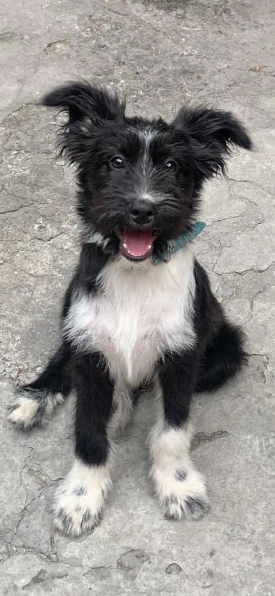 Banda animalera 
Ayudemos a compartir a Max. De verdad necesita un hogar 
sabe hacer sus necesidades fuera y es el más guapo! Vean esos ojitos 😍
Adopta a Max 💙💙💙💙 
Info. 5580967751
<a href="/oskarinelperrin/">Oskarín Payachito 🐾</a> <a href="/mellamoluca/">luca</a> <a href="/la_piye/">Piye</a> <a href="/laloespana/">Eduardo España</a> <a href="/MorenaMia25/">Morena Mía</a>