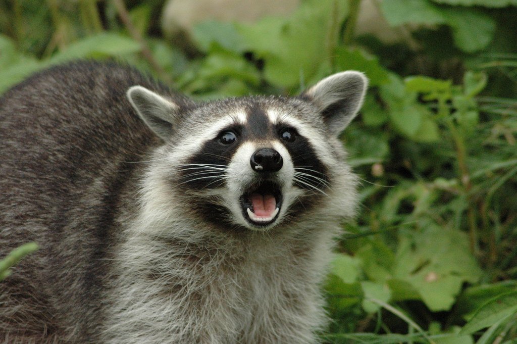 raccoonhourly's tweet photo. https://t.co/APuYIqL5qs