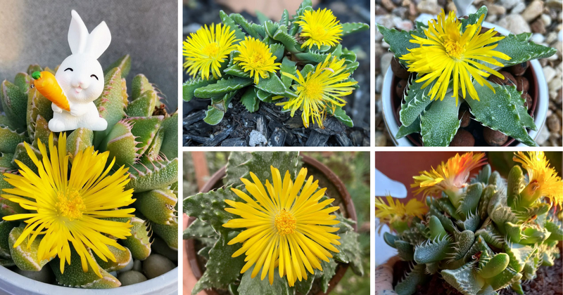 Let's embark on a journey into the fascinating world of succulents, specifically, the Tiger Jaws Succulent. It's a plant that, much like the fearsome creature it's named after, commands attention and intrigue.

asucculent.com/unleashing-the…