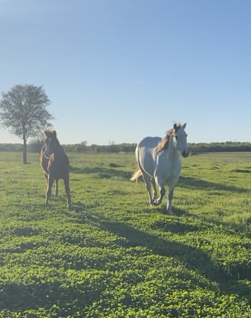 Miss___Molly___'s tweet photo. My aunt has decided Whetta is for sale

13yo AQHA mare. 15/15.1 hands tall and built stout. Mostly been a broodmare and she does ride, but I’d call her pretty green and needs to be someone handy to get along with her. Located in weatherford, Tx 

$3000 https://t.co/HtTGVubkM9