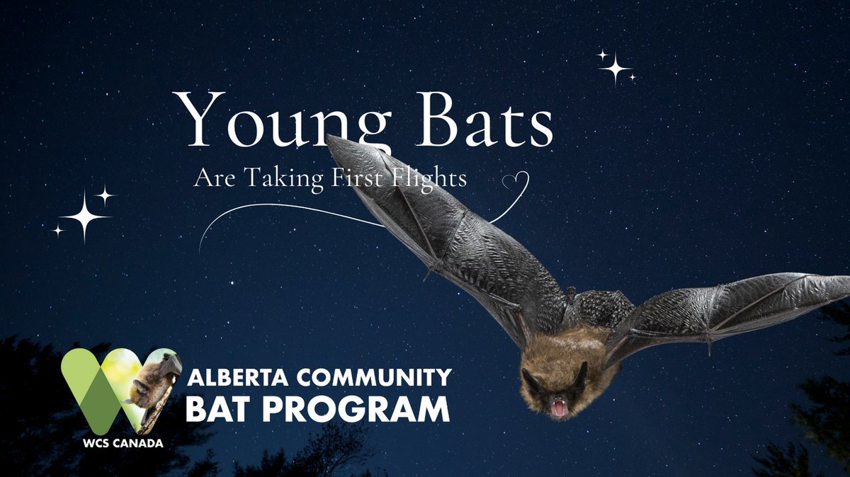 Alberta Bats tweet media