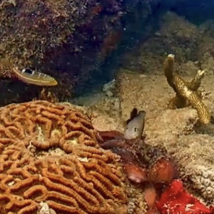 Octopus gets a damselfish’s welcome in Coral City (“get off my lawn!!”) #octopus #damselfish #getoffmylawn #cephalopod #invertebratevsvertebrate  #coral #coralcitycamera #miami #portmiami #miamibeach #biscaynebay #bfi #noaa #aoml #coralcity #rescueareef #staghorn #acropora