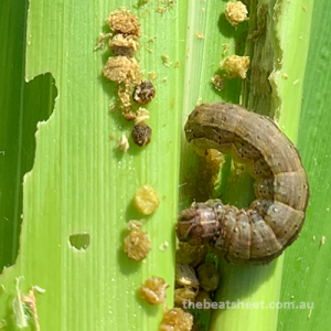 GRDC North tweet media