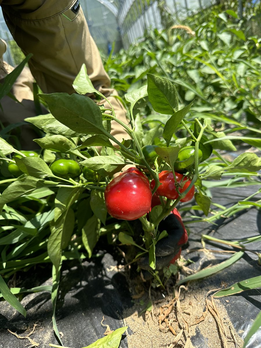 パプリカが赤く色付いていた！！