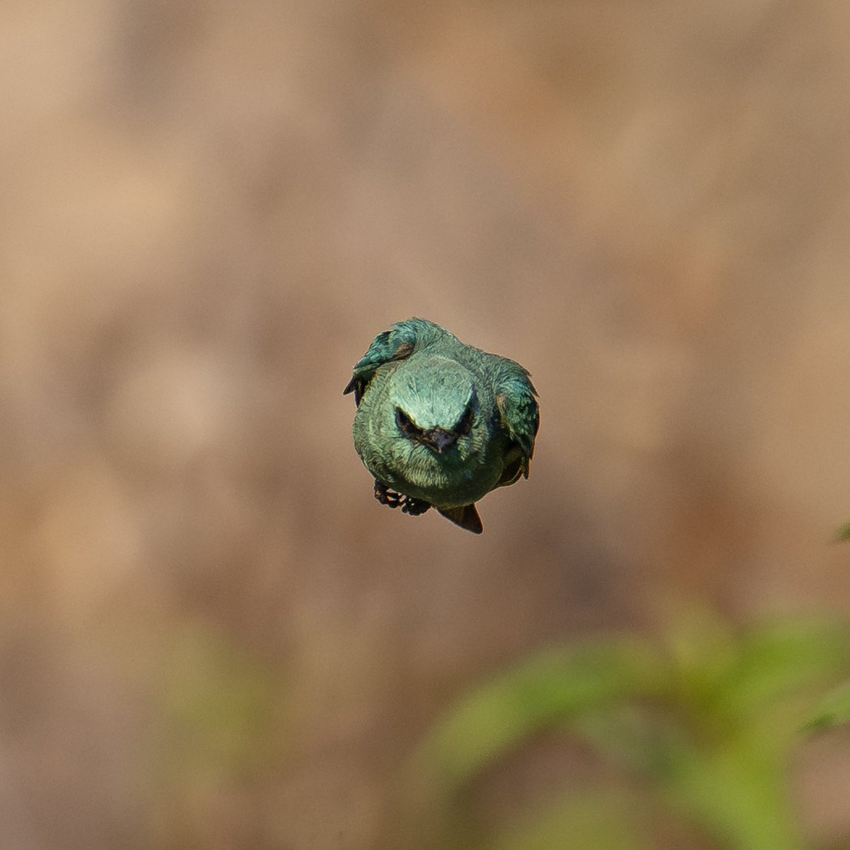 Verditer flycatcher @birdnames_en