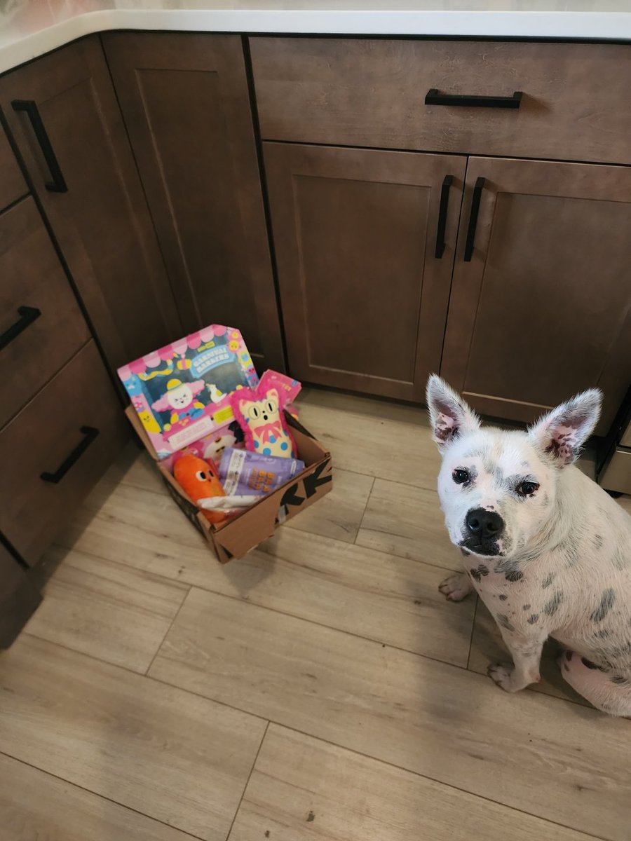 wrecked77's tweet photo. @barkbox Lola approves!! https://t.co/uOwRDIrfAq