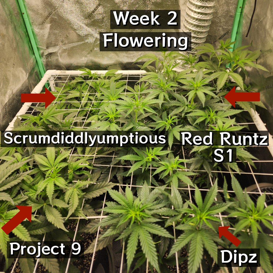 MyNextHarvest's tweet photo. Week 2 Flowering 

#cannabiscommunity
#cannabisculture
#weedporn
#weedstagram
#cannabiscures
#cannabissociety
#cannabisheals
#cannabisphotography
#plantmedicine
#cannabislife
#hempheals
#cannabisoil
#fueledbyTHC
#cannabisdaily
#cannabisindustry
#successfulstoner
#cannabisgrow https://t.co/v1eAFfaFtm