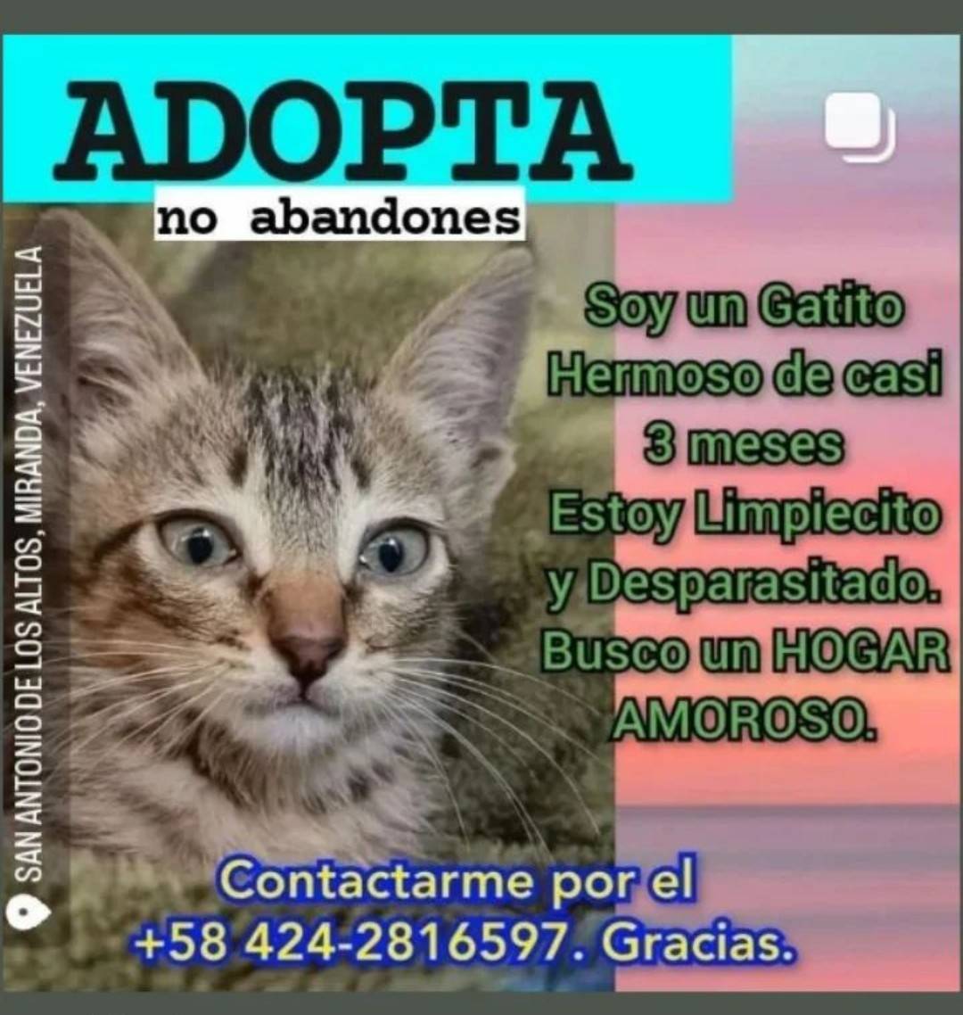PerroUsuario's tweet photo. Lindo gatito en busca de hogar responsable,  San Antonio de Los Altos https://t.co/aPFVcbIRBI
