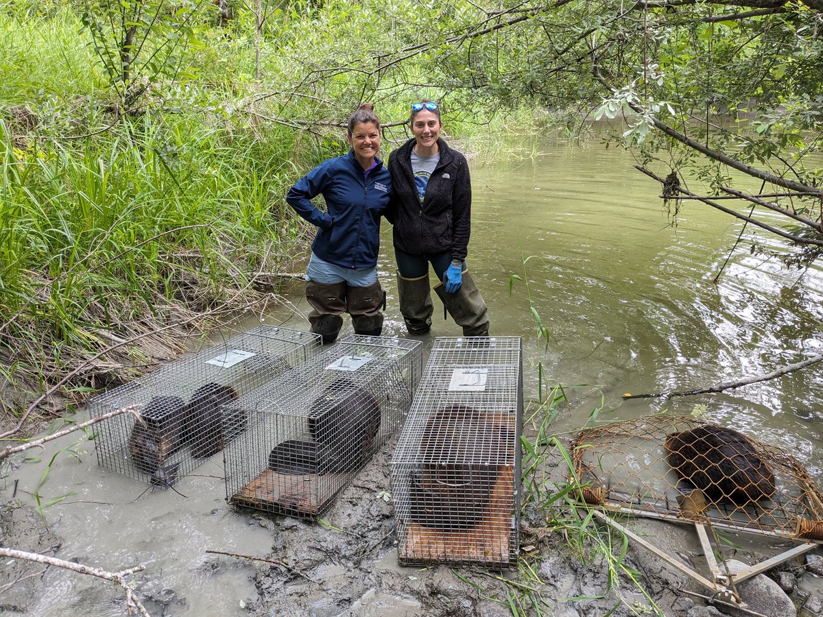 DrJulieKYoung's tweet photo. Great day catching and translocating beavers with @wildmalves! https://t.co/I5uqabvM3V