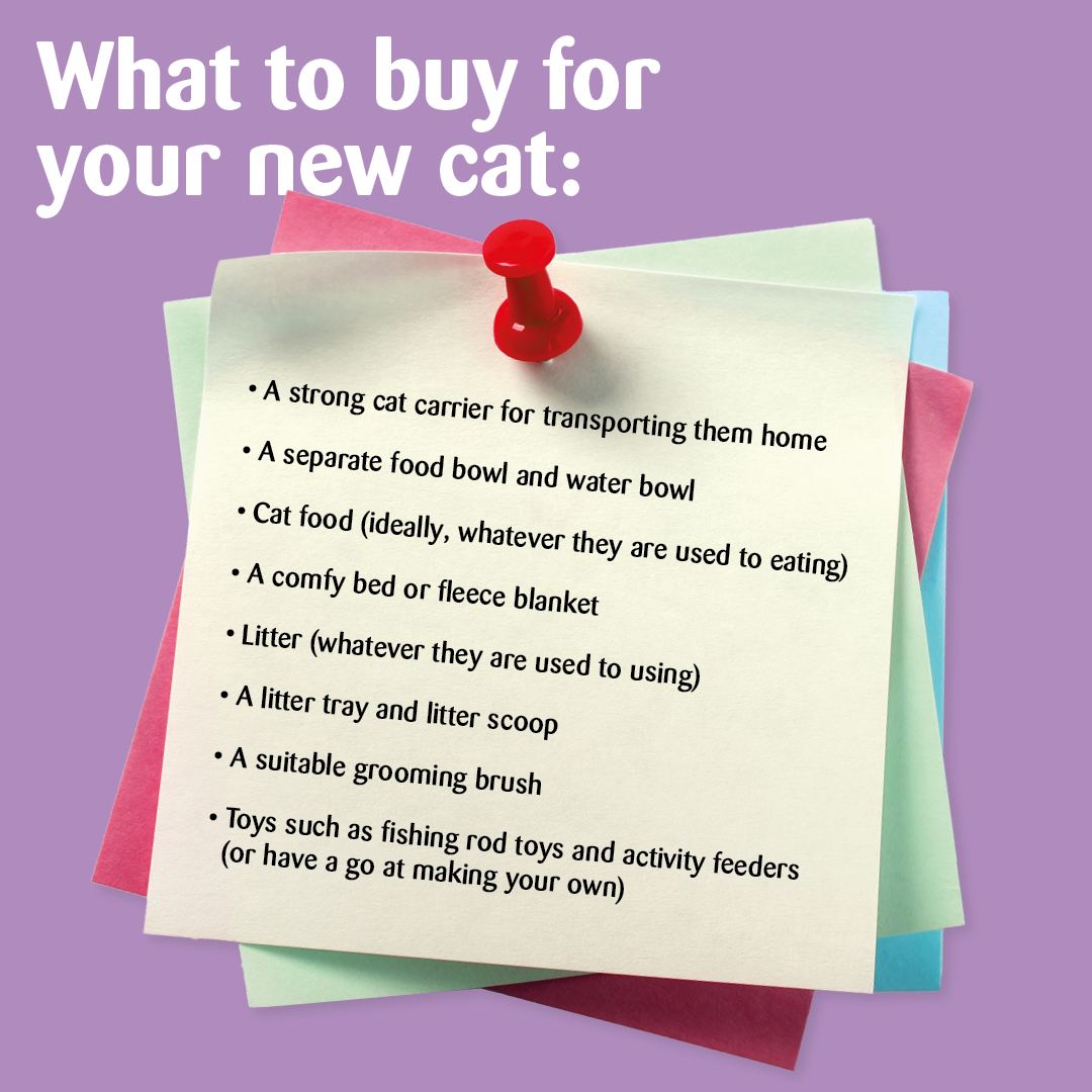 So, you've got a new cat! Here we have a purrfect list of what you need to buy for your new feline friend! #newcat #felinefriends #WhatToBuy #prepare #catsprotection