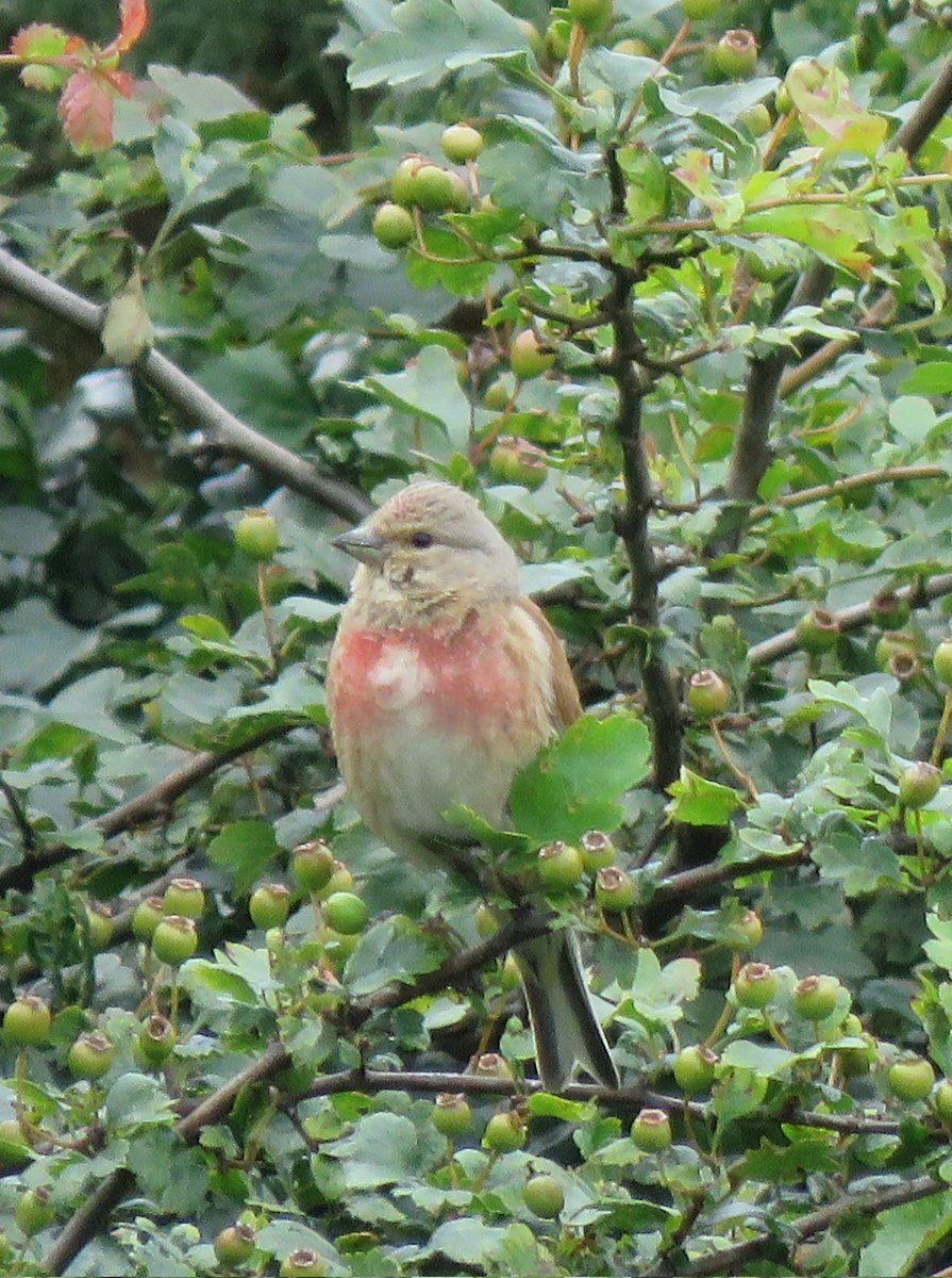 Meadowendy (@wendyholliday13) on Twitter photo Last year, my first linnets nested in gorse scrub at the top of the meadow, this year, there have been two pairs. Twice the singing, twice the loveliness!
@WhitbyNats <a href="/BTO_YorkNE/">BTO Yorkshire NE</a> Last year, my first linnets nested in gorse scrub at the top of the meadow, this year, there have been two pairs. Twice the singing, twice the loveliness!
@WhitbyNats <a href="/BTO_YorkNE/">BTO Yorkshire NE</a>