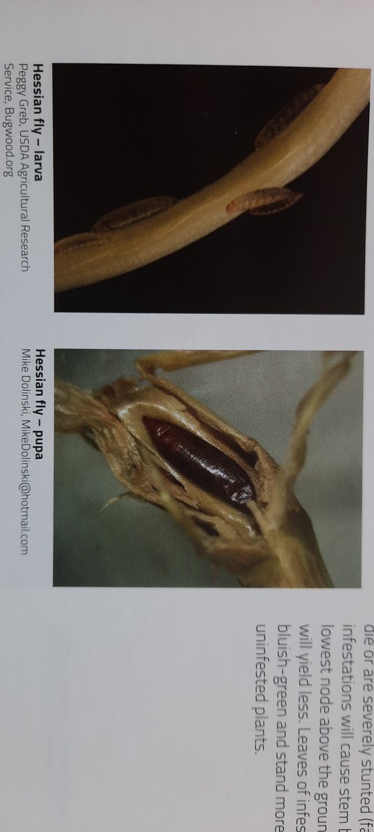 We've had a few reports of Hessian fly in #wheat. It's not called M. destructor for nothing! Black puparium at this time of year.    #AAFCBugbook pg 35 <a href="/AAFC_Canada/">AAFC Canada</a> <a href="/SaskWheat/">Sask Wheat</a> @ABWheatBarley