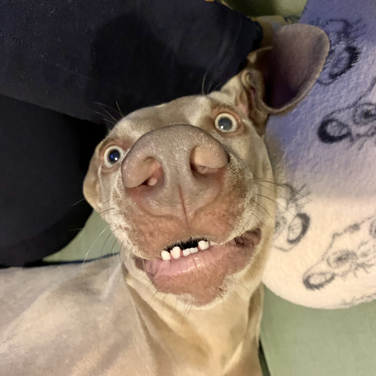 WillowWeimar's tweet photo. Like a rabbit in the headlights #dogsoftwitter https://t.co/9O7GepvxJF