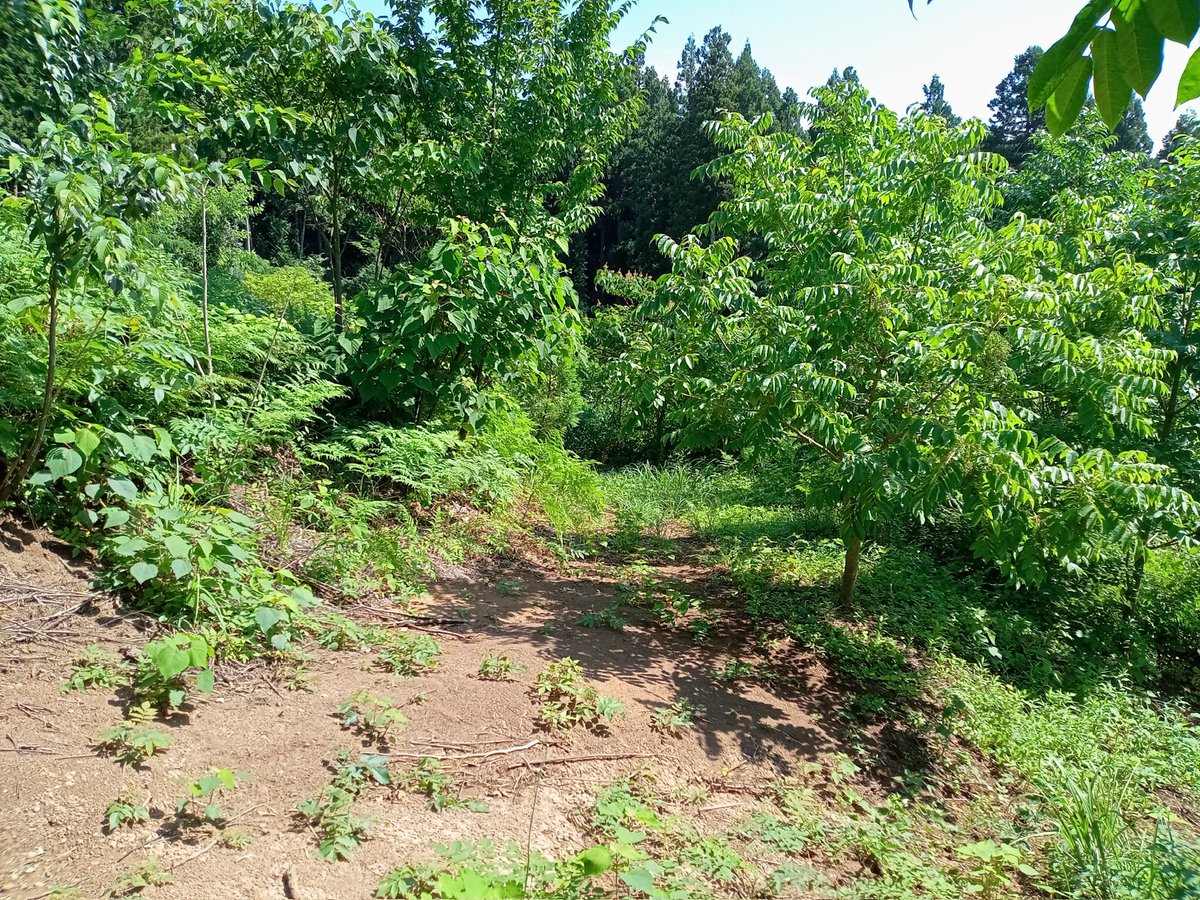 RqRwwp0zNI9qxBN's tweet photo. 7月16.17日、輪島漆「集いの森」の下草刈りを行いました。23日に見学したい旨の連絡があり準備しました。炎天下熱中症対策にカット氷と空調服を備えてこまめに休憩を取りながらの作業です。山全体の道を切り開きました。これで見学に間に合いそうです。 https://t.co/YWx0NmwwAY