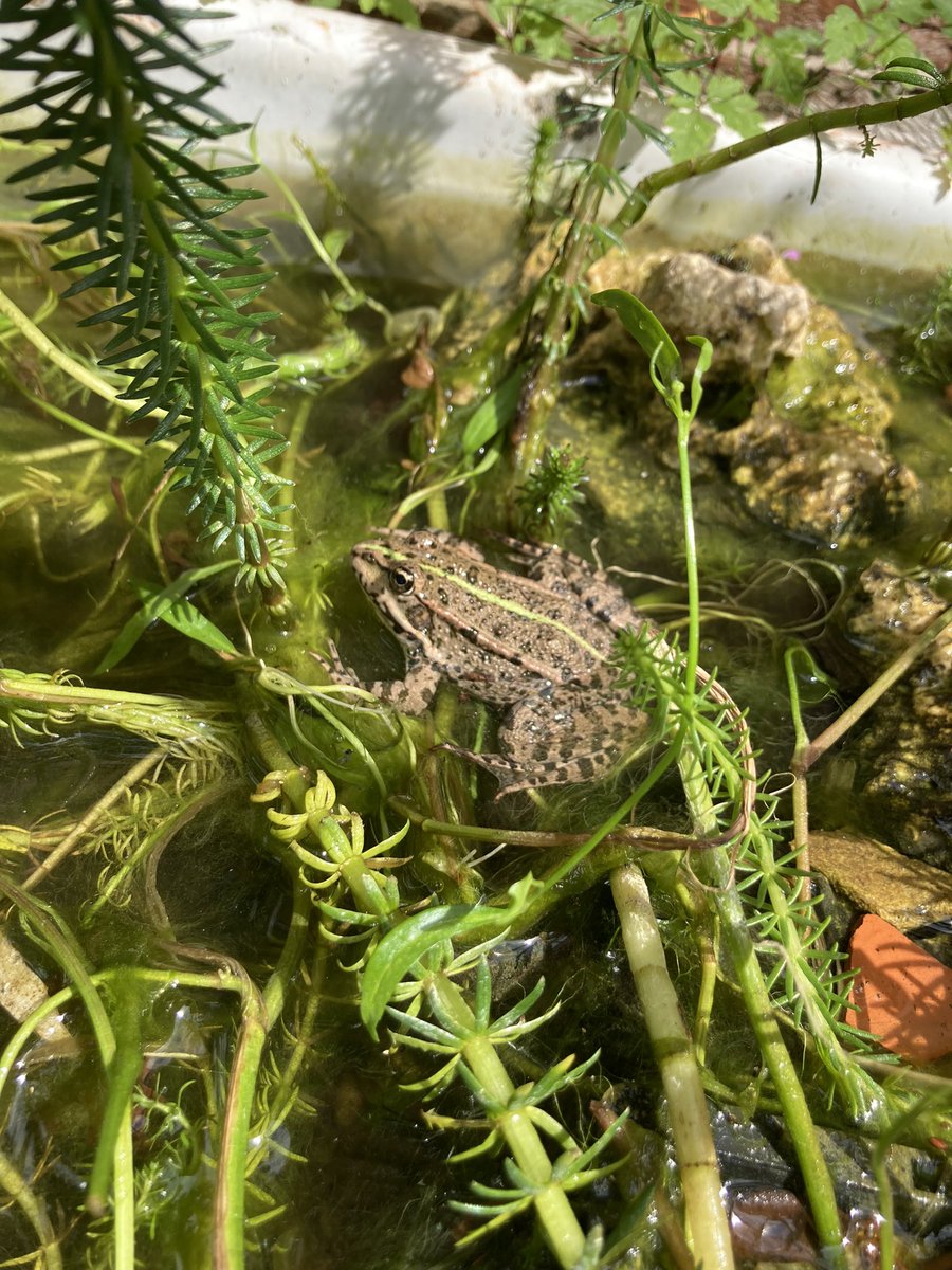 rooobarb83's tweet photo. Little frog friend still residing in the sink pond 🐸 #GardensHour #gardening #frog #froglife #sinkpond #wildlife https://t.co/Z48Ko6m3y0