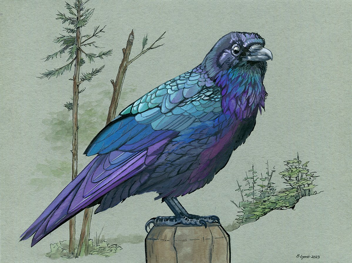 brendalyonsart's tweet photo. "Iris" - black ink and gouache on toned paper, 9X12 inches. I decided to dial the color on this raven up to 11!

Original available below! https://t.co/q12vK8GOY3