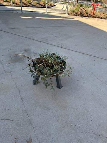 NathanKenny5's tweet photo. 🔥 Starting the new school term with a powerful smoking ceremony, honoring the land and its traditional custodians. Embracing Indigenous culture and wisdom, we foster a deeper connection, respect, and understanding among our school community. #YES #Term3 https://t.co/4e8ftTOzPZ